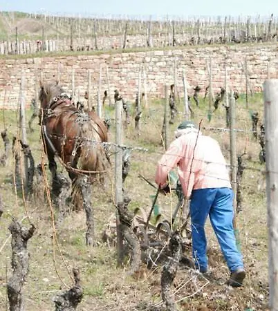 Appartamento La Tete Au Soleil Soultzmatt
