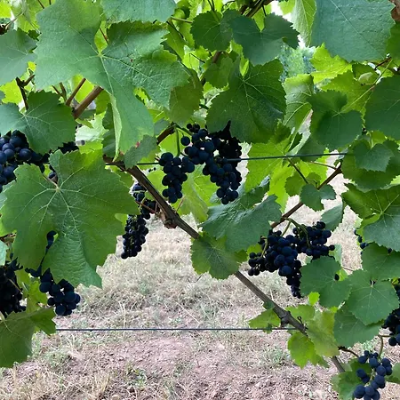 Appartamento La Tete Au Soleil Soultzmatt