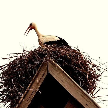 La Tête Au Soleil Soultzmatt